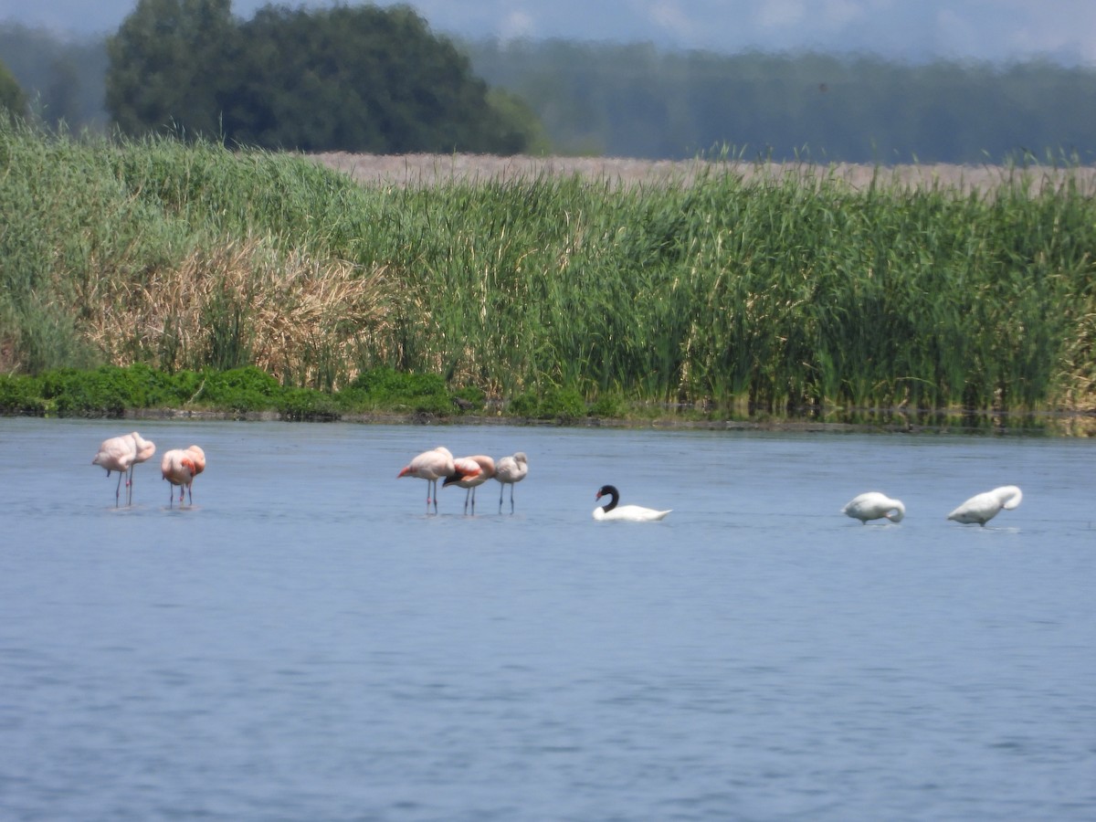 labuť černokrká - ML646311843