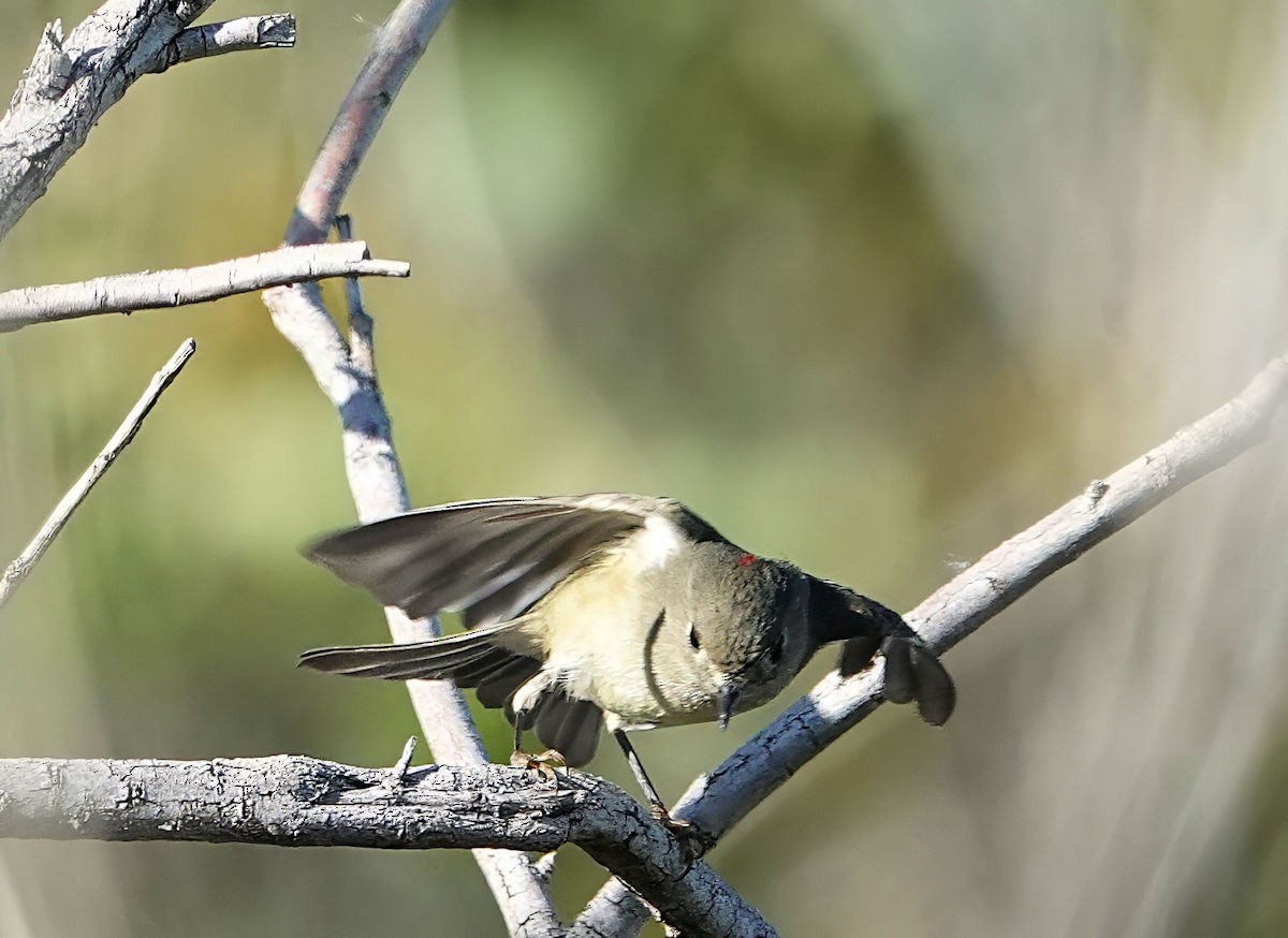 Ruby-crowned Kinglet - ML646311844