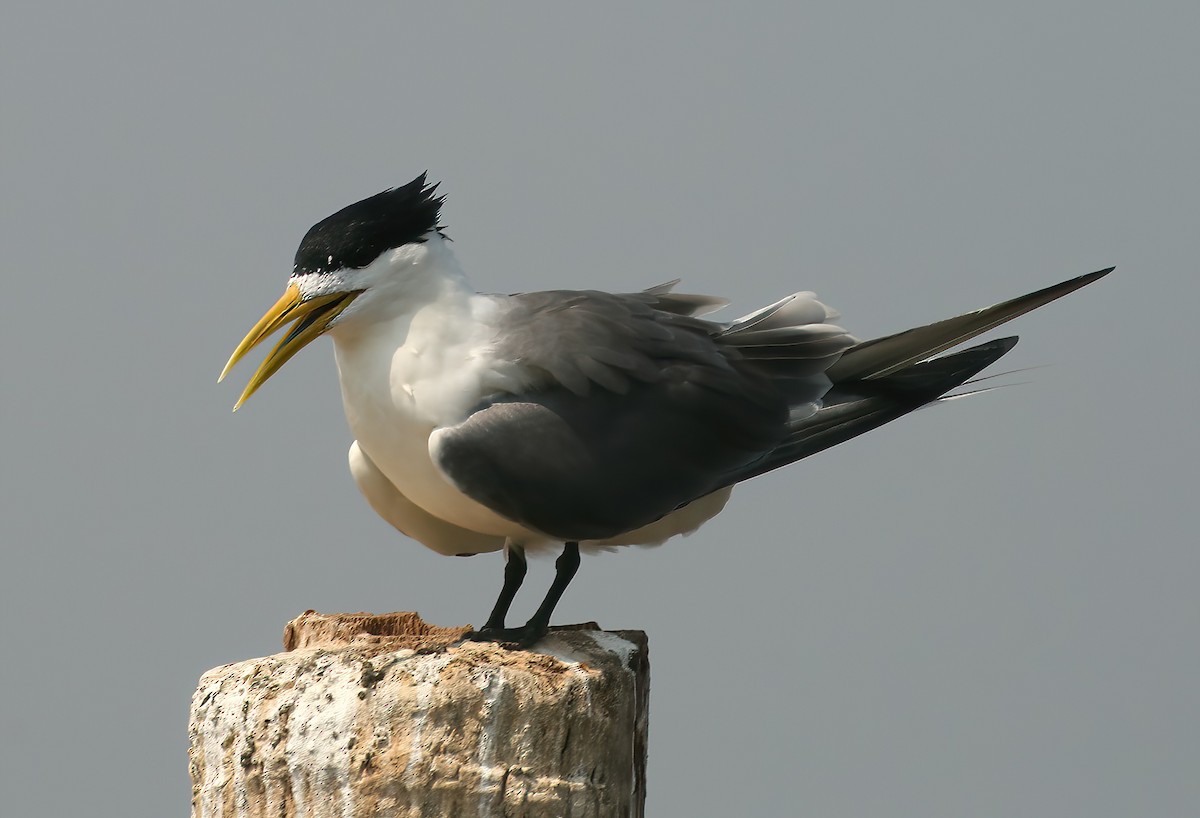 Tepeli Büyük Sumru - ML646311845