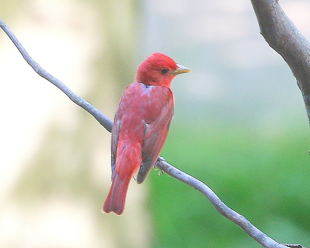 Summer Tanager - ML646311849