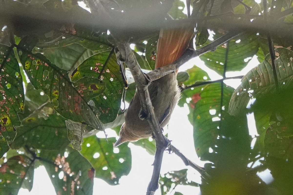 Rufescent Antshrike - ML646311851