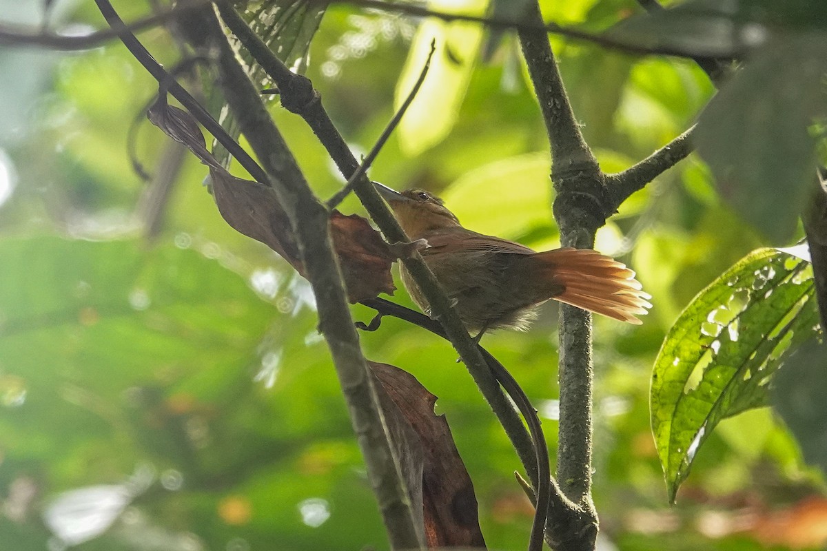 Rufescent Antshrike - ML646311852