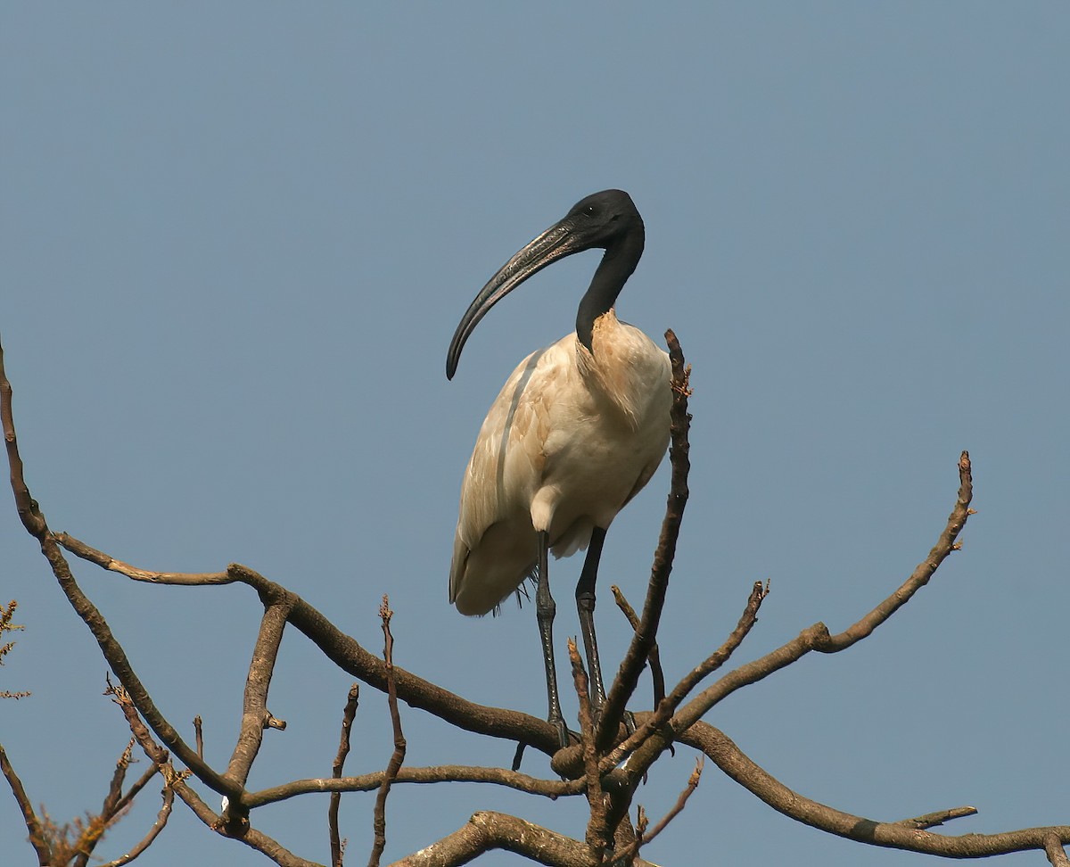 Oriyental Kutsal Aynağı - ML646311854