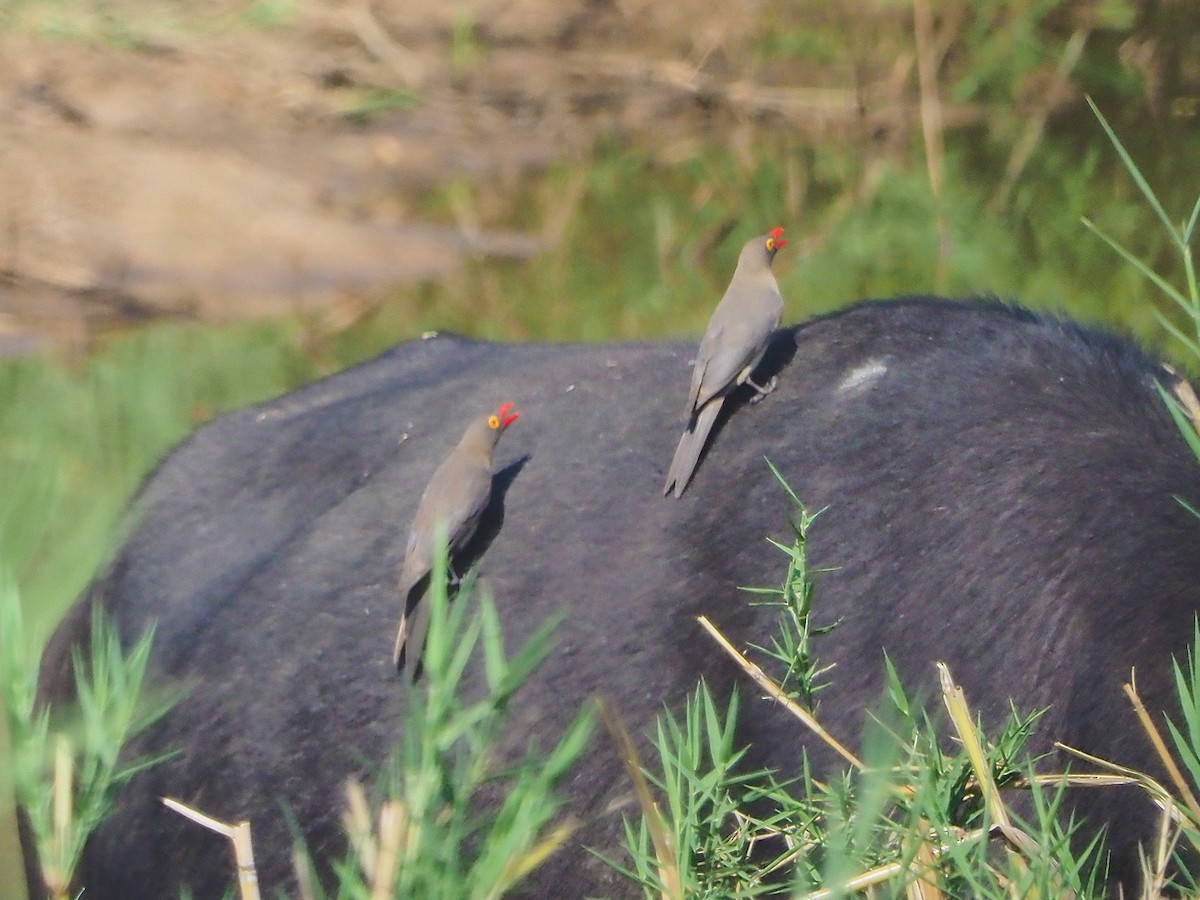 Red-billed Oxpecker - ML646311855