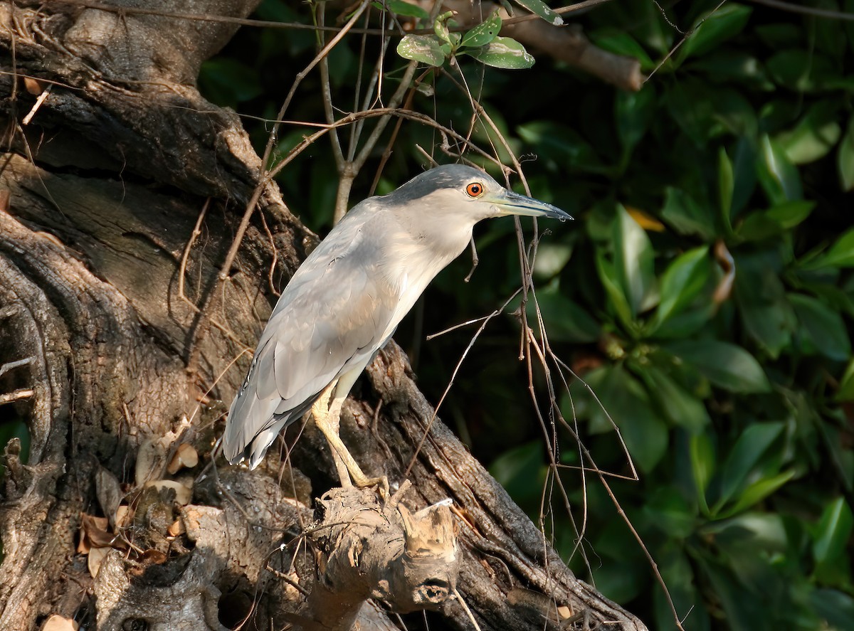 Gece Balıkçılı - ML646311856