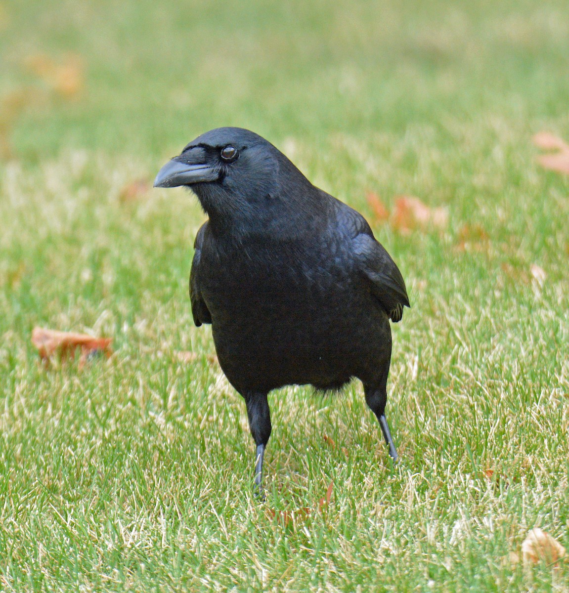 American Crow - ML646311857