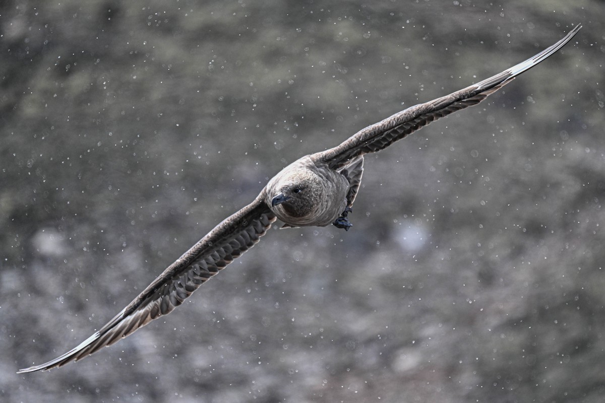 灰賊鷗 - ML646311859