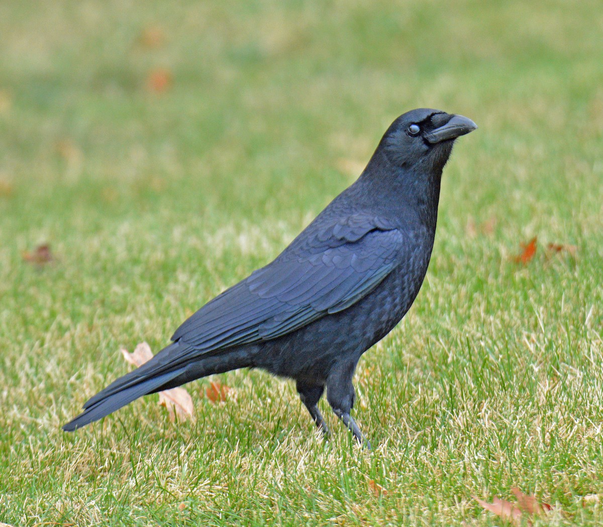 American Crow - ML646311862