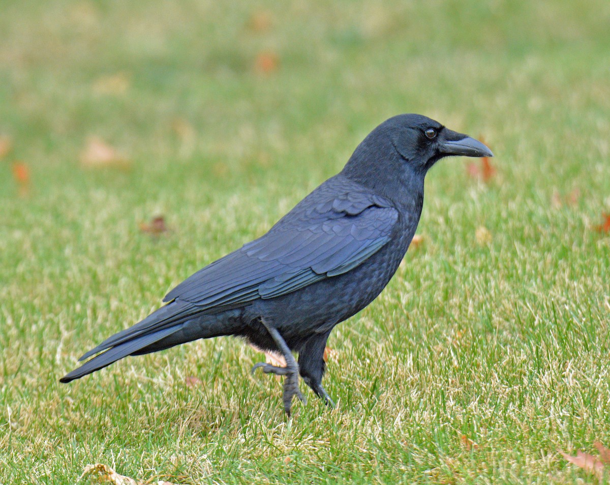 American Crow - ML646311863
