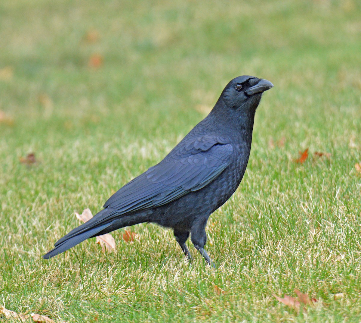 American Crow - ML646311864
