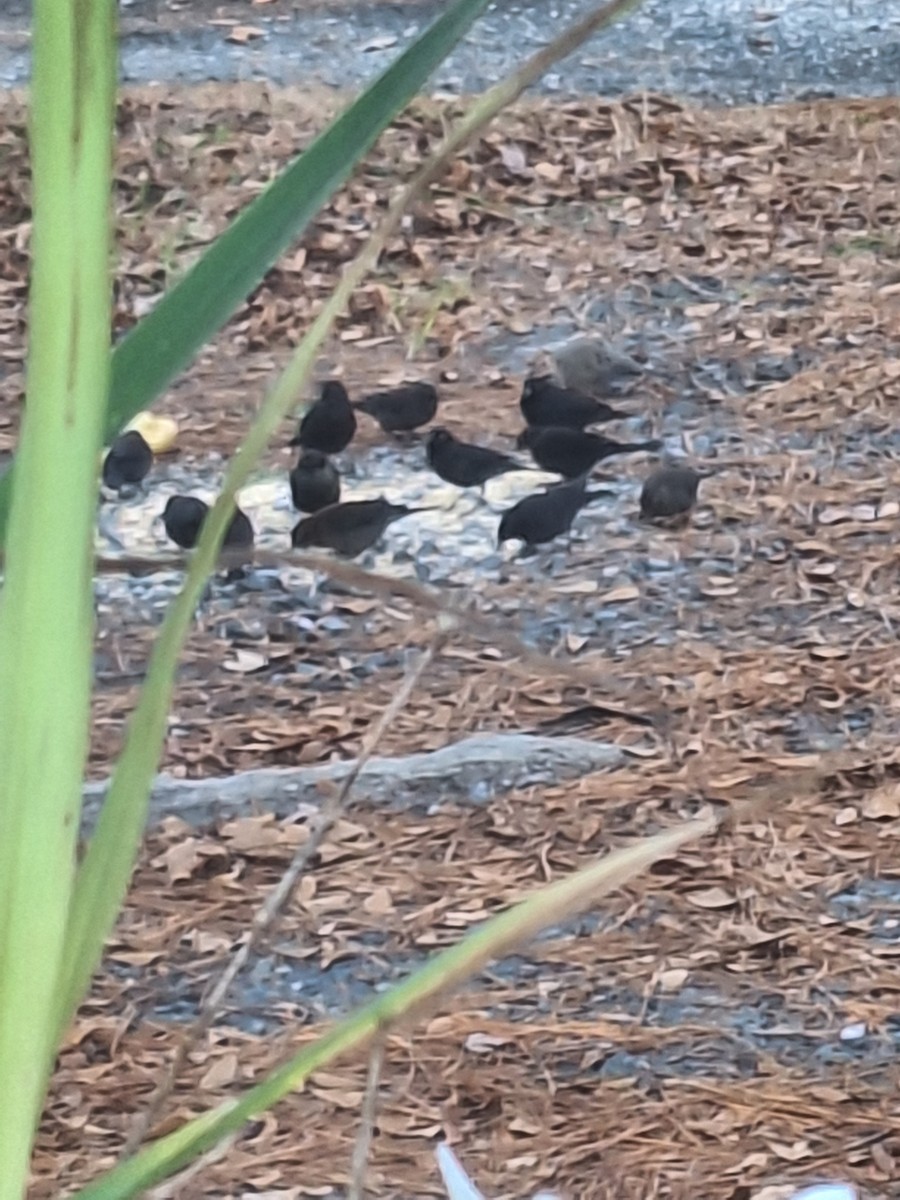 Rusty Blackbird - ML646311872