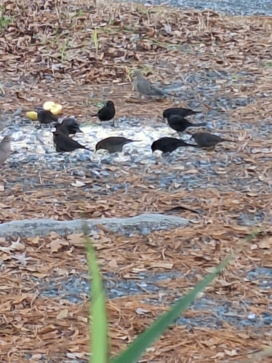 Rusty Blackbird - ML646311873