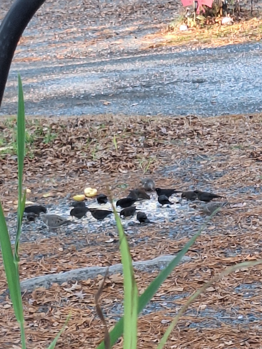 Rusty Blackbird - ML646311874