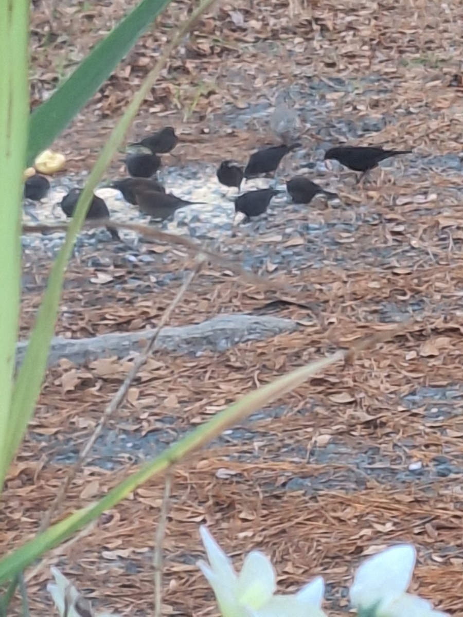 Rusty Blackbird - ML646311875