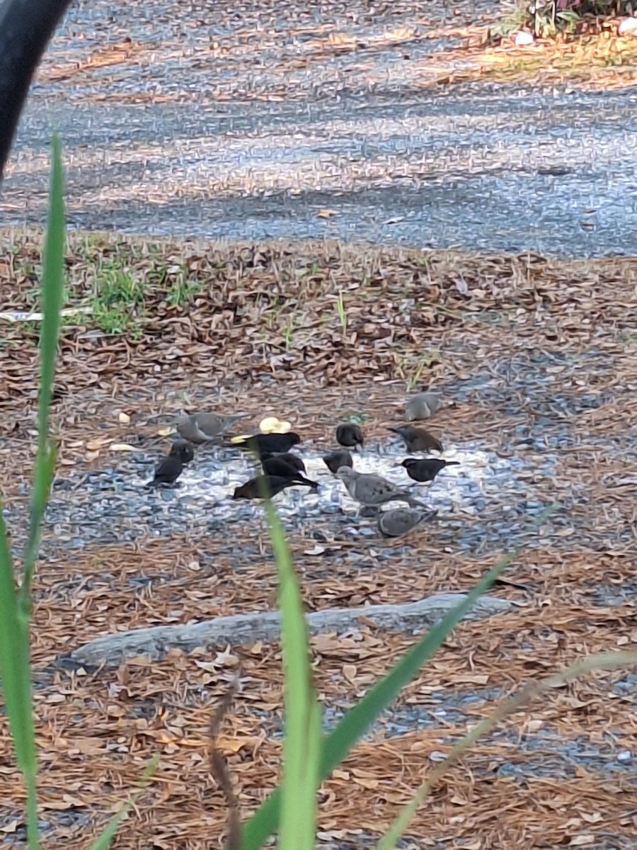 Rusty Blackbird - ML646311876