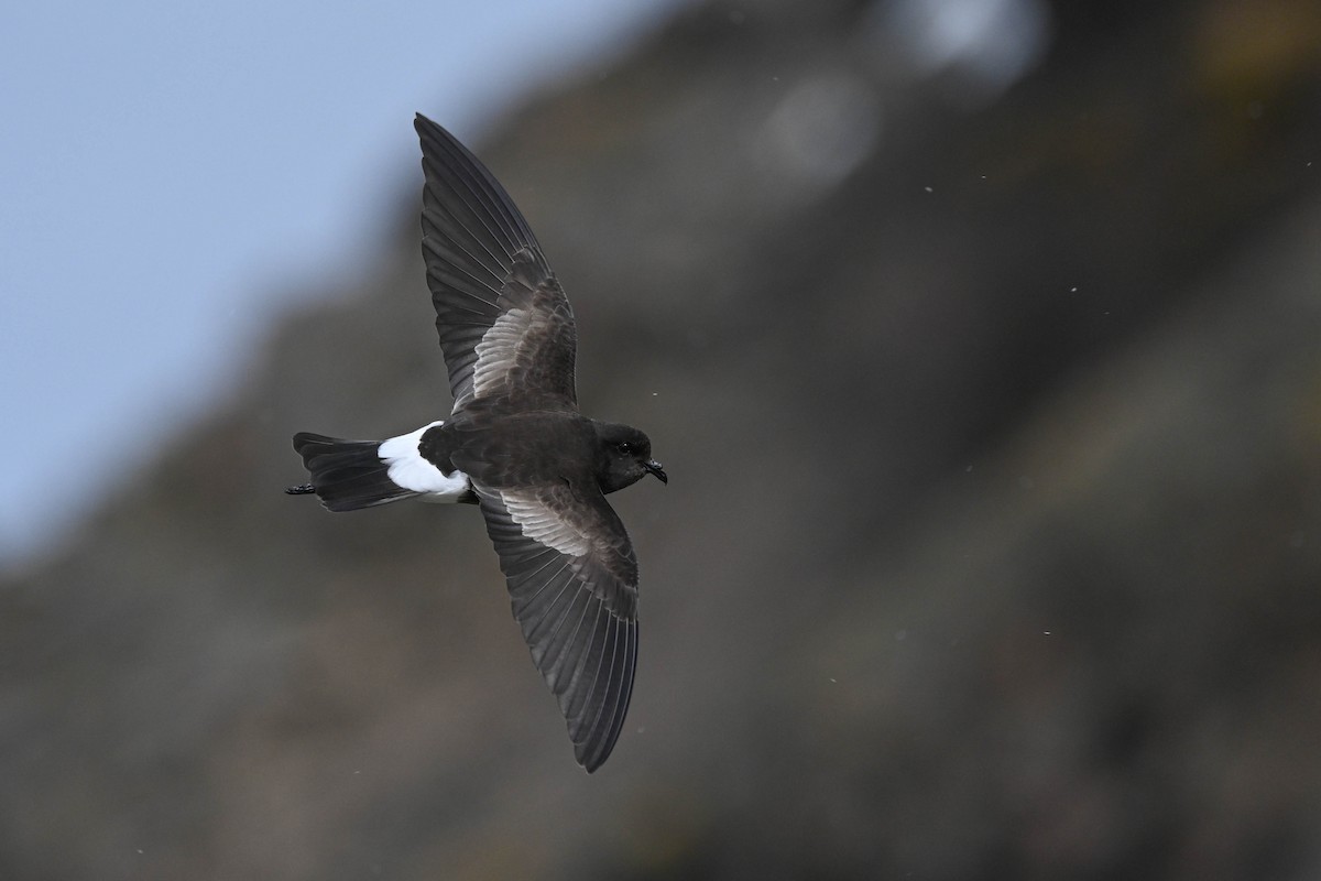 黃蹼洋海燕 - ML646311877