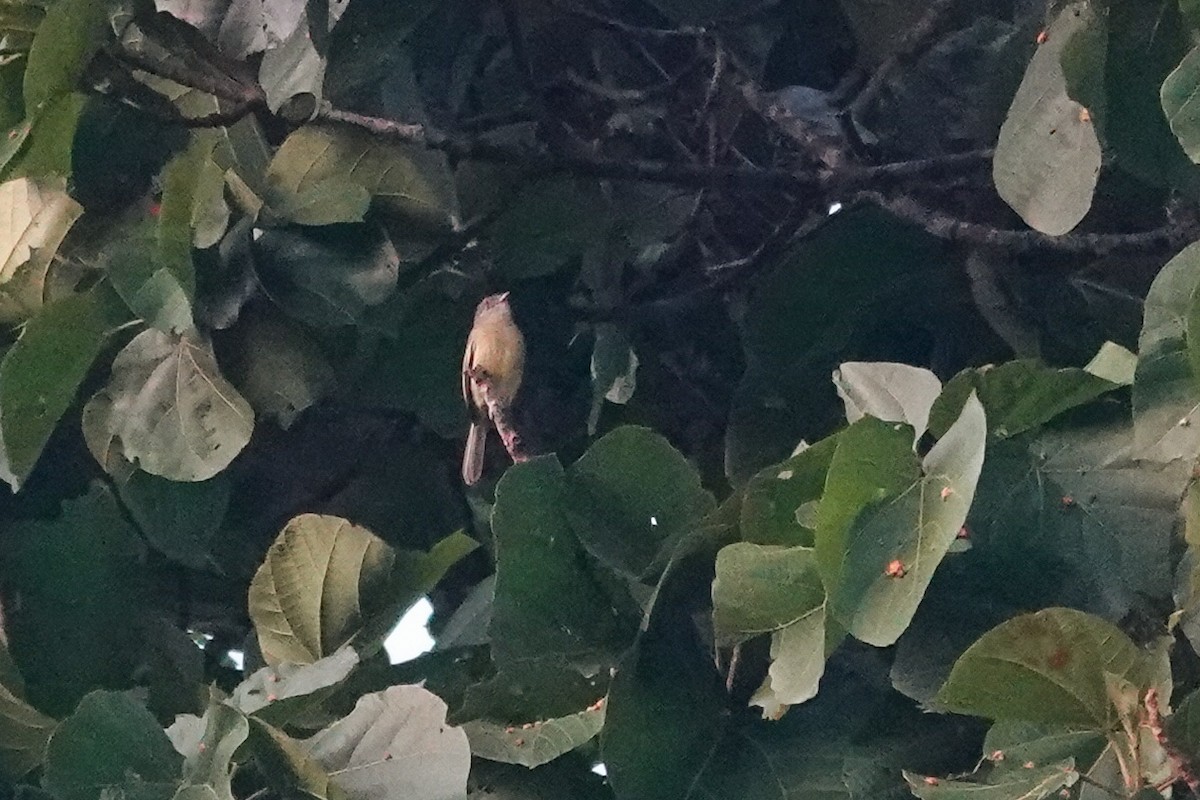 Red-billed Tyrannulet - ML646311878