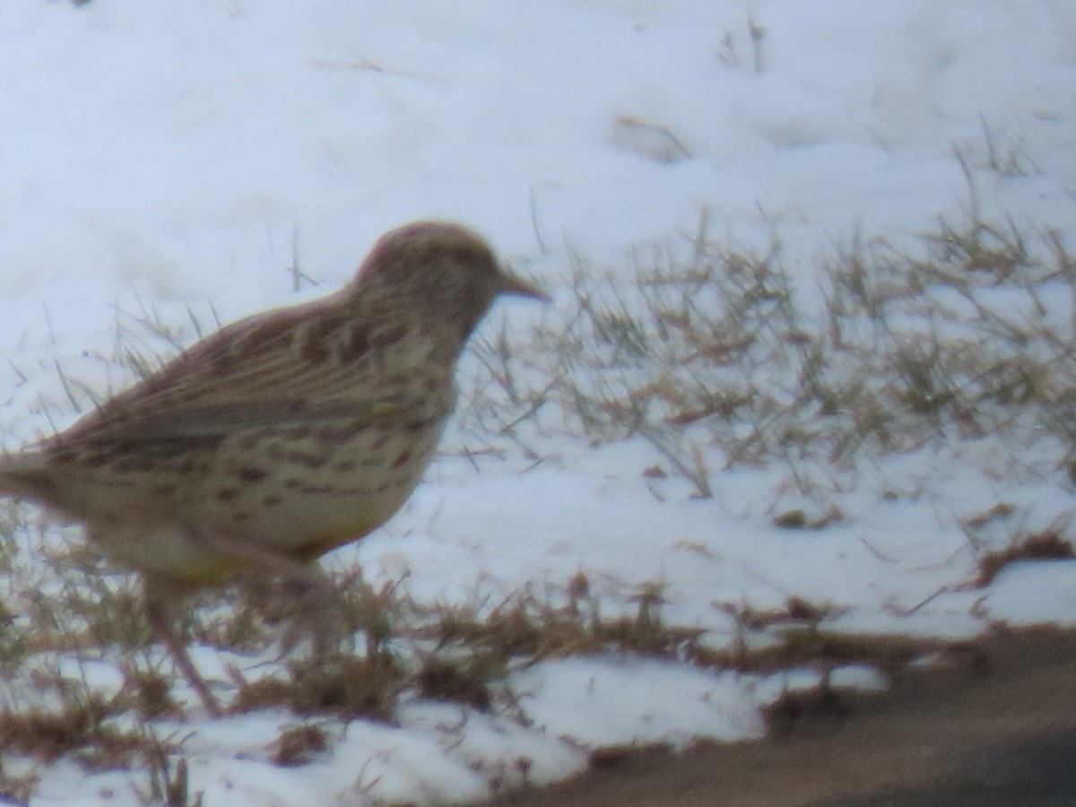 Western Meadowlark - ML646311881