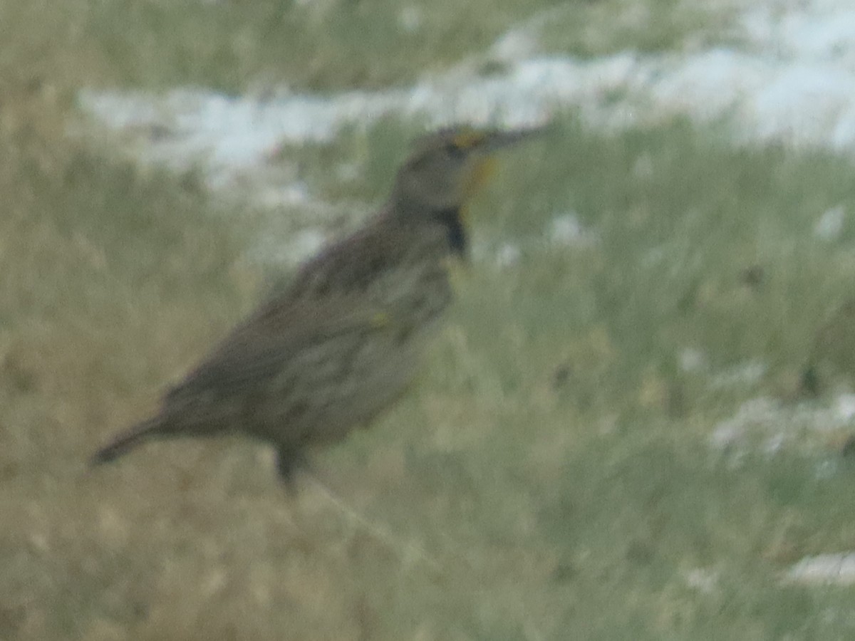 Western Meadowlark - ML646311882