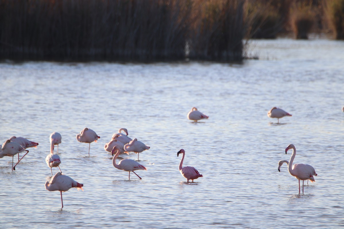 Малый фламинго - ML646311883