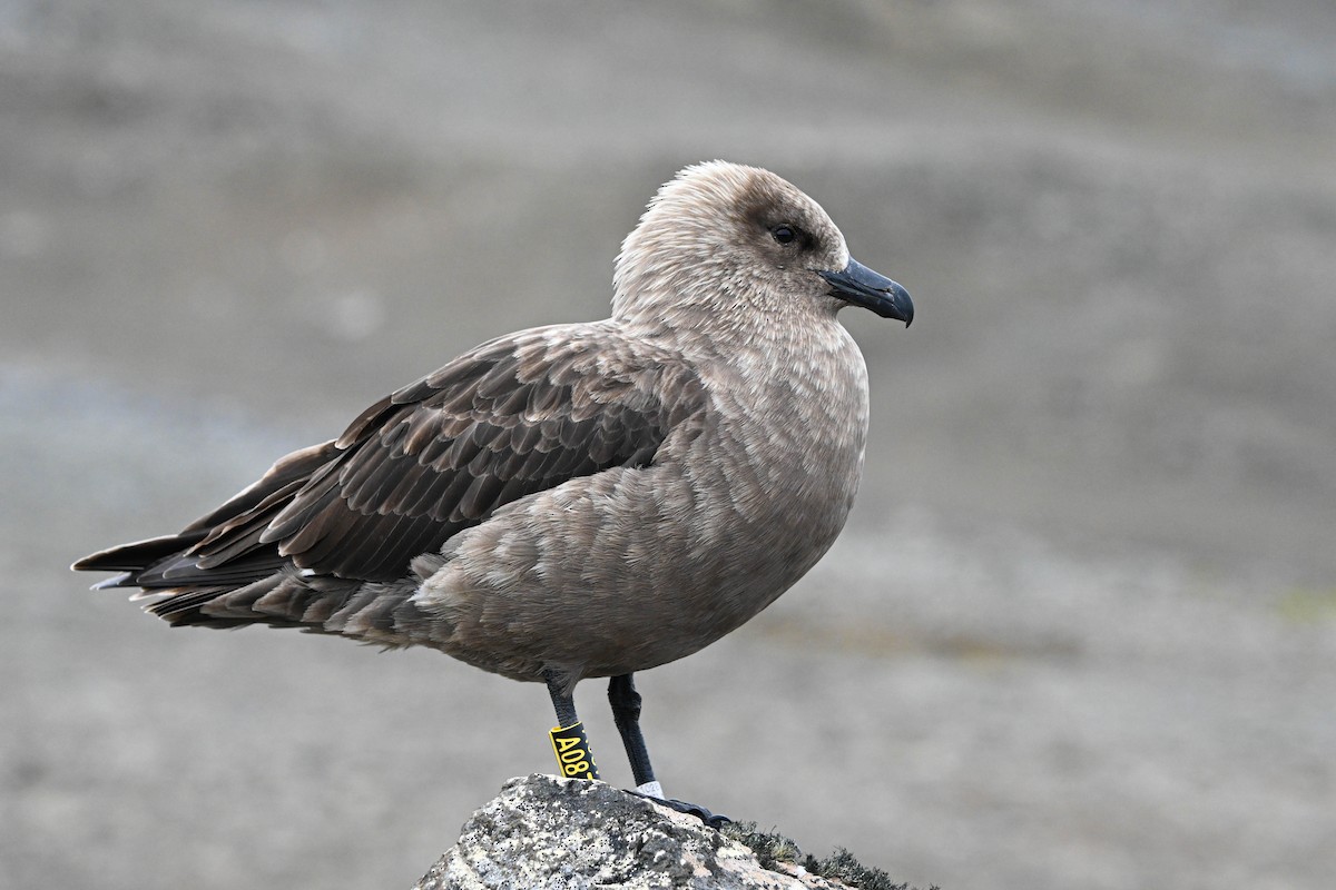 灰賊鷗 - ML646311884