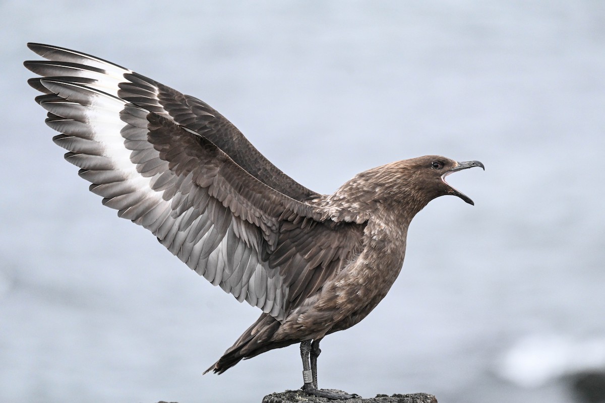 Brown Skua - ML646311887
