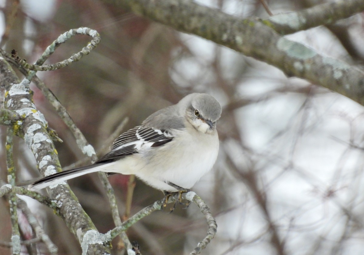 Northern Mockingbird - ML646311889
