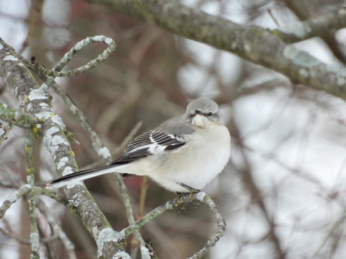 Northern Mockingbird - ML646311890
