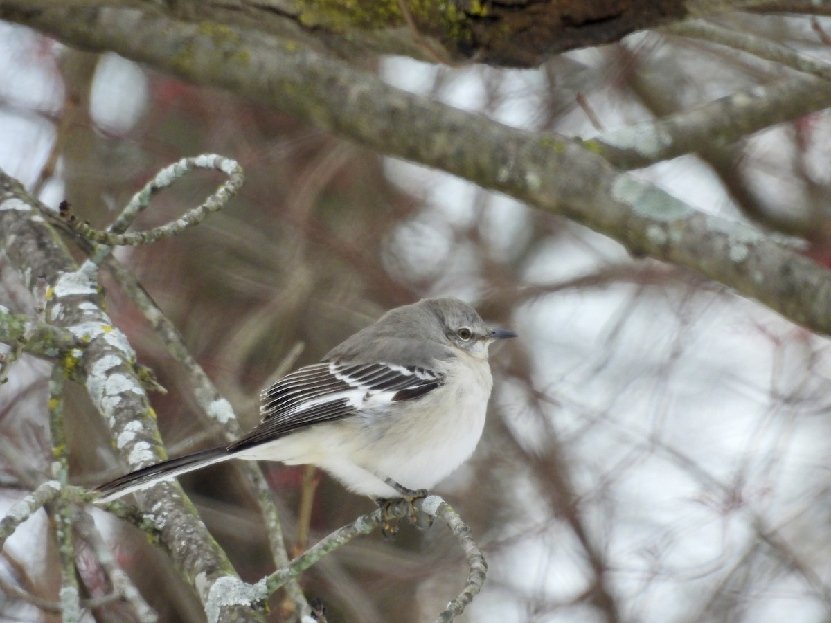 Northern Mockingbird - ML646311891