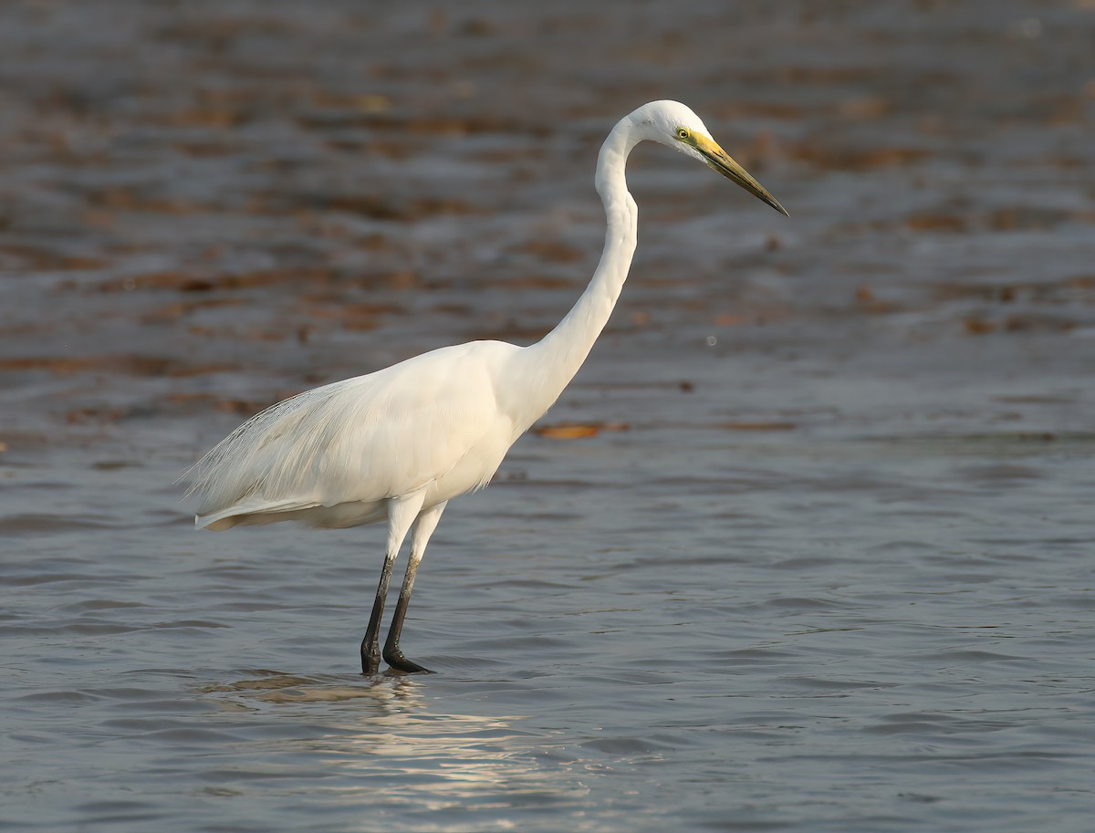 Asya Ortanca Balıkçılı - ML646311892