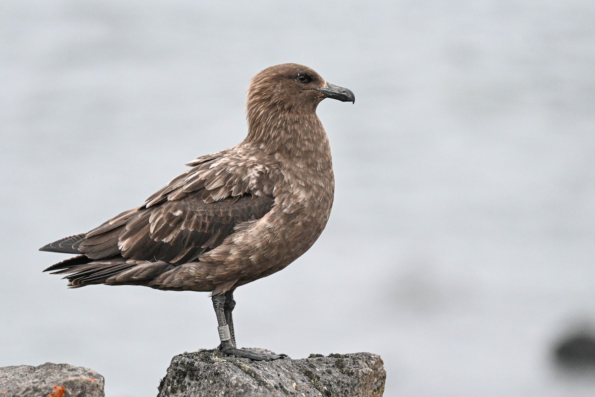 Brown Skua - ML646311893