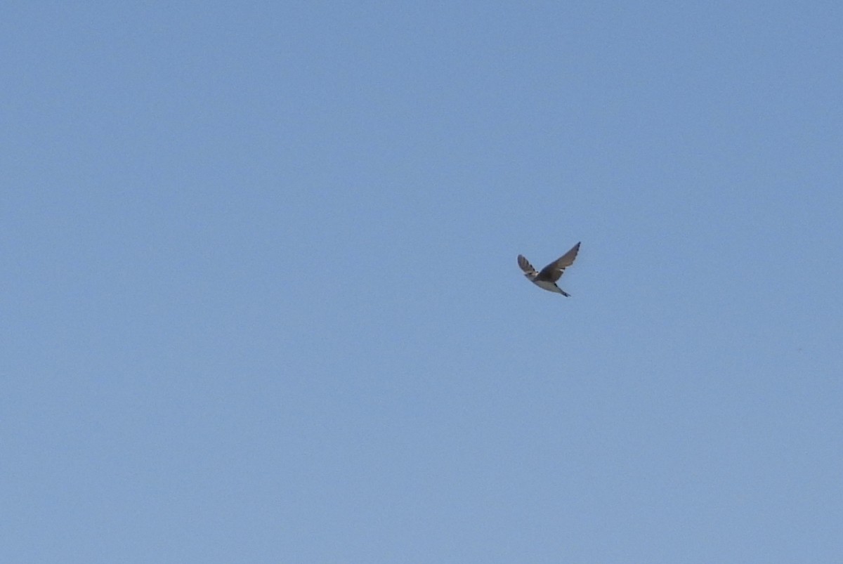 Bank Swallow - ML646311897