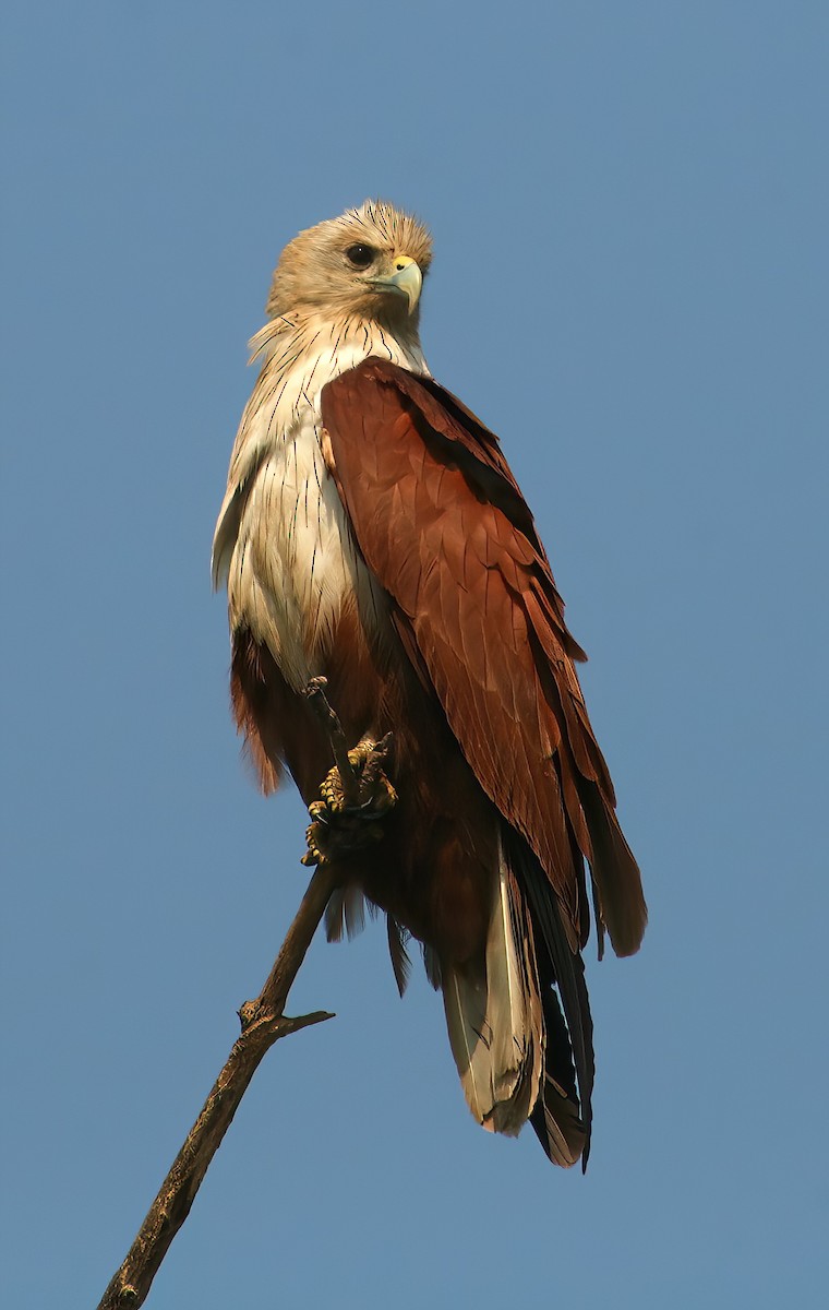 Brahman Çaylağı - ML646311898