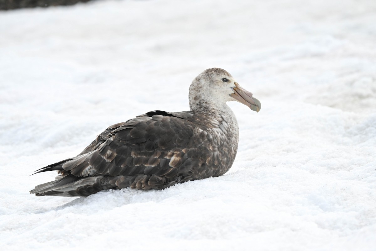 Southern Giant-Petrel - ML646311900