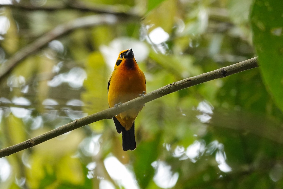 Golden Tanager - ML646311901