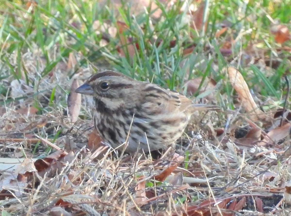 Song Sparrow - ML646311904