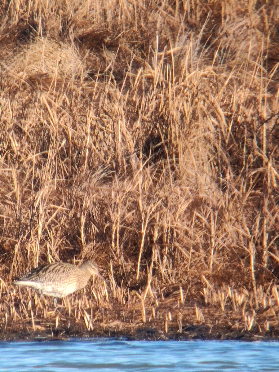 Eurasian Curlew - ML646311905