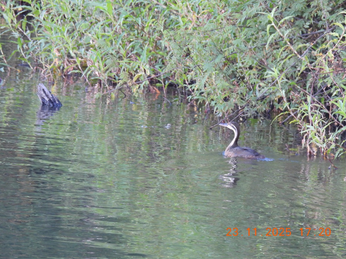 African Finfoot - ML646311906