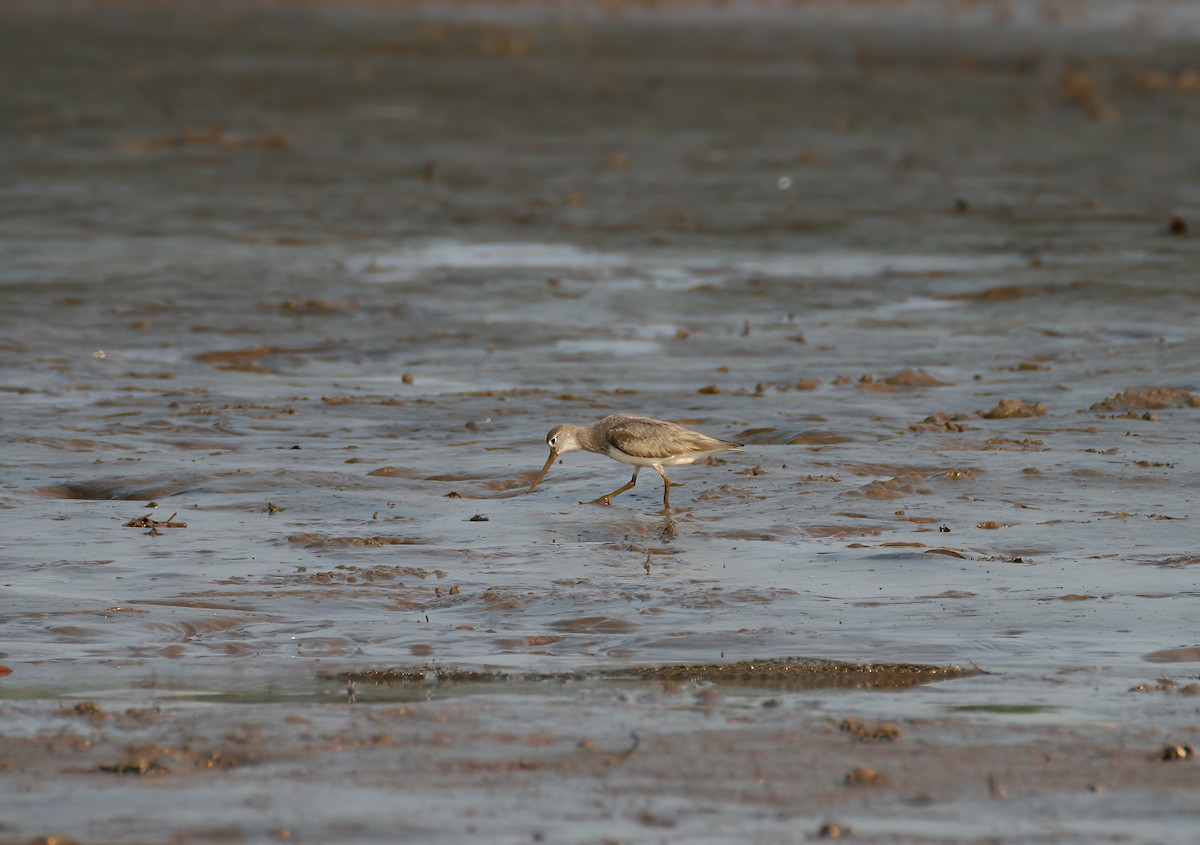 Terek Sandpiper - ML646311907
