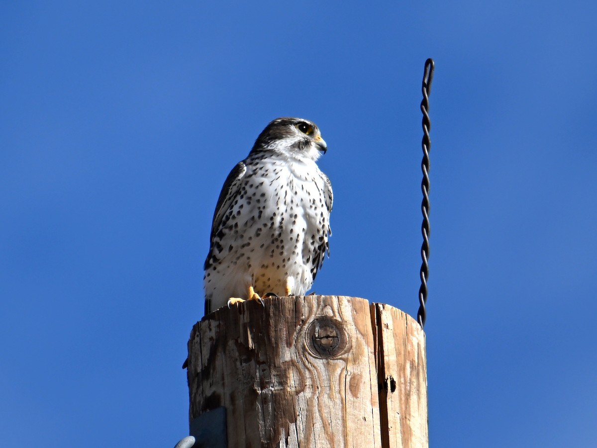 Prairie Falcon - ML646311908