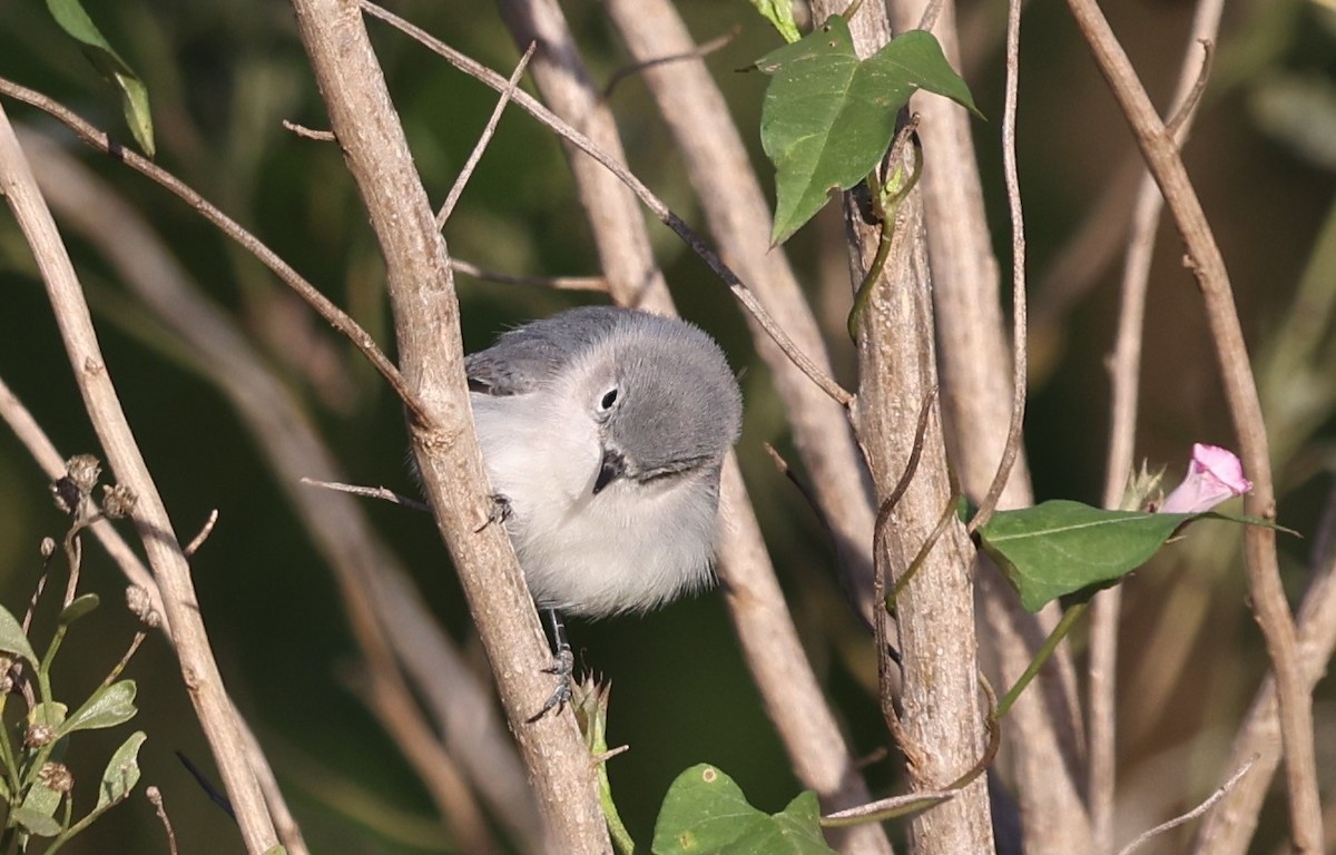 Blue-gray Gnatcatcher - ML646311910
