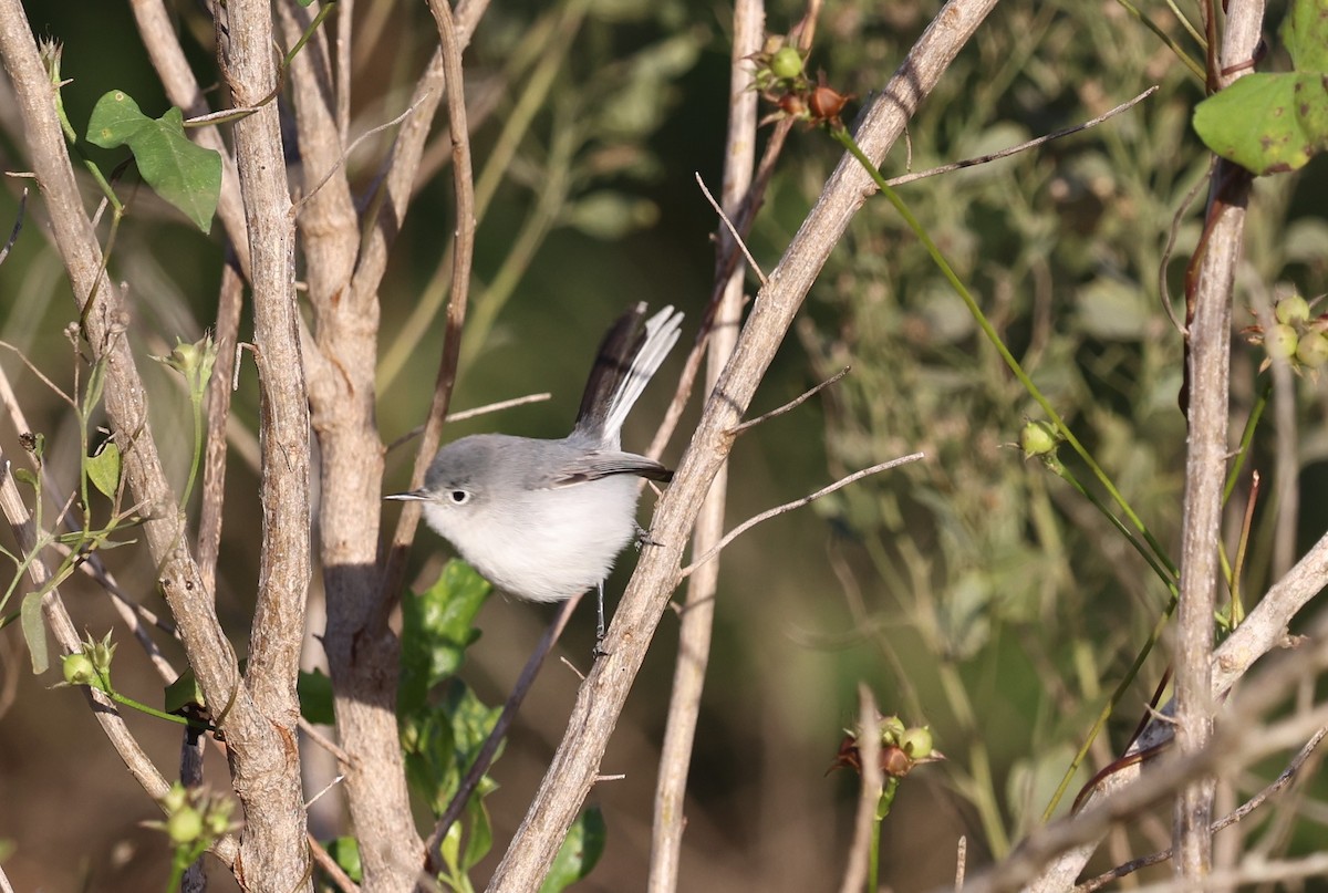 Blue-gray Gnatcatcher - ML646311911