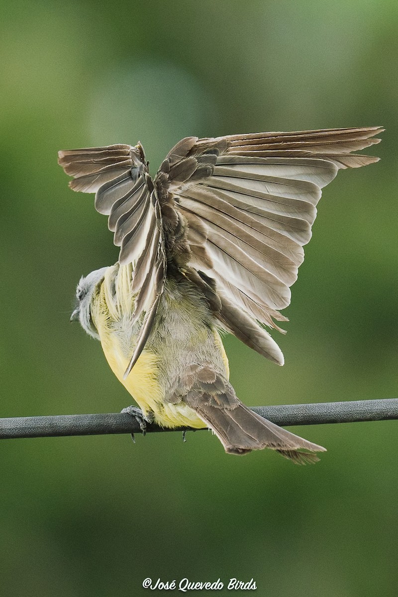 Tropical Kingbird - ML646311914