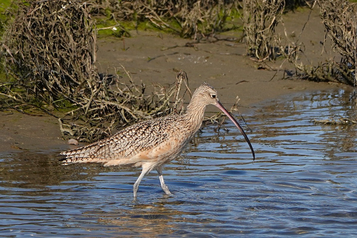Long-billed Curlew - ML646311915