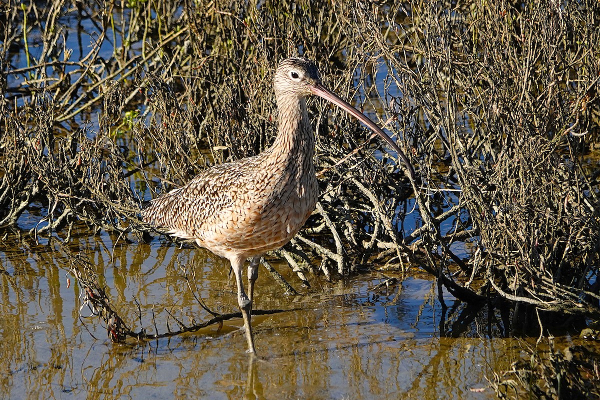 Long-billed Curlew - ML646311916
