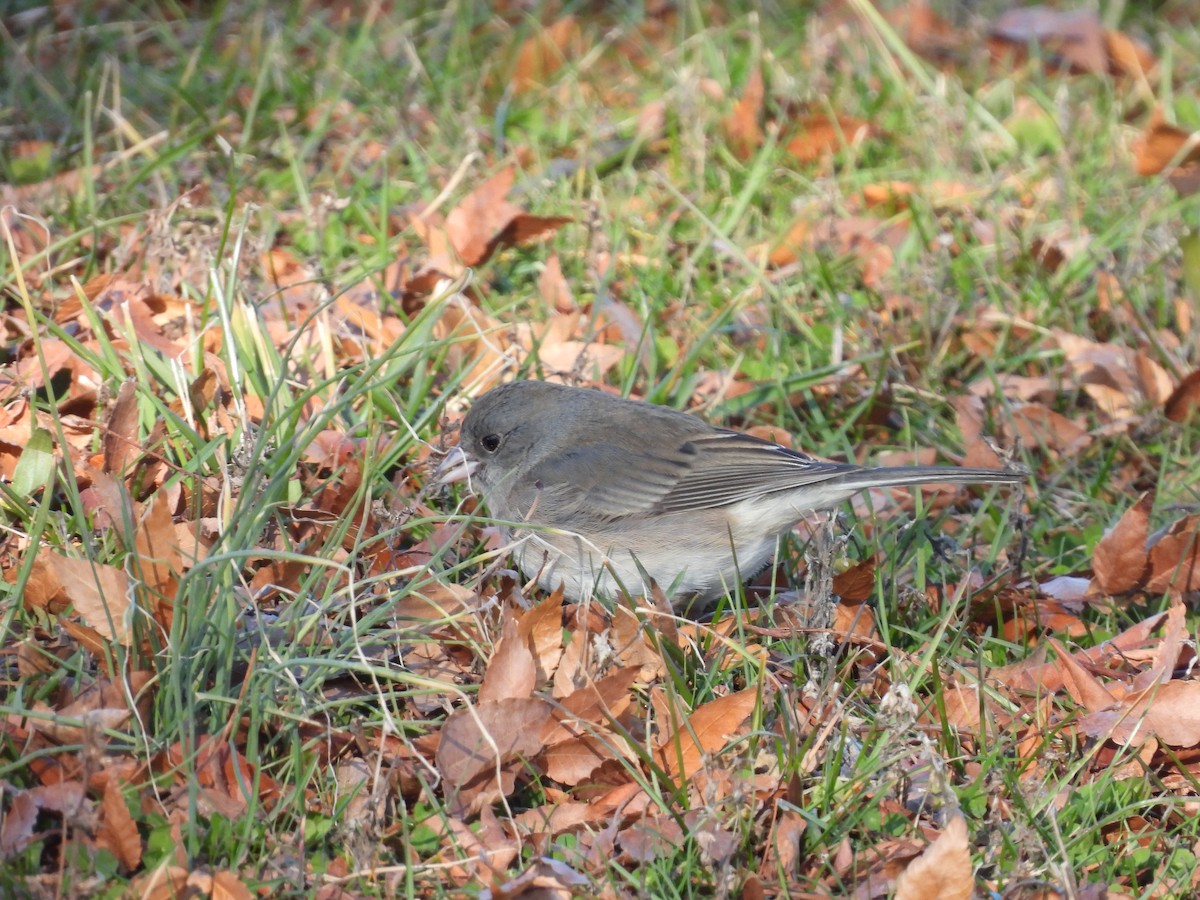Dark-eyed Junco - ML646311917