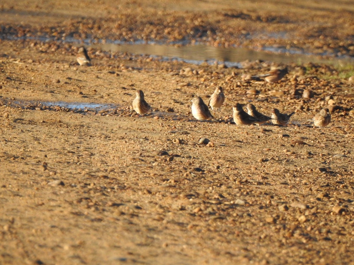Eurasian Linnet - ML646311918