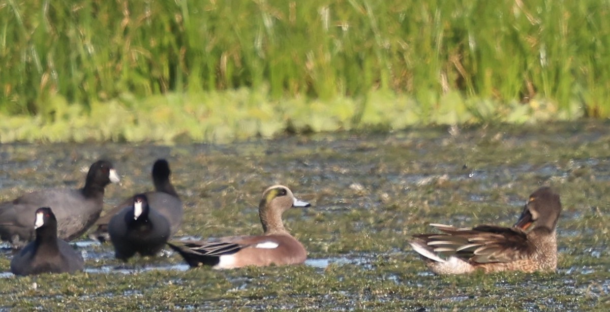 American Wigeon - ML646311919