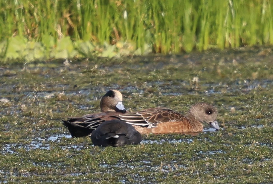 American Wigeon - ML646311920
