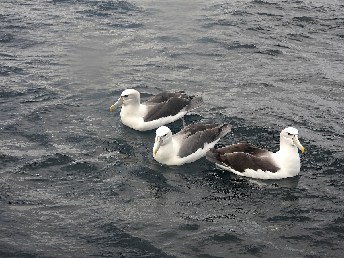 White-capped Albatross - ML646311922